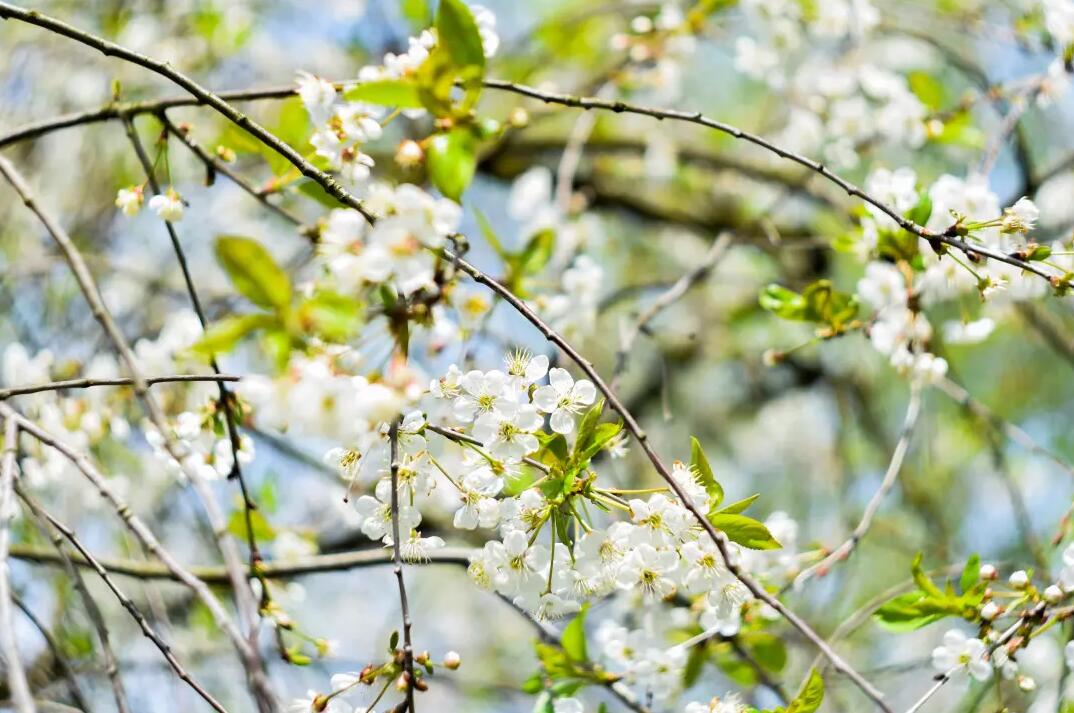 三月春意昂·結(jié)伴探春風(fēng)——君林企業(yè)踏青活動掠影 